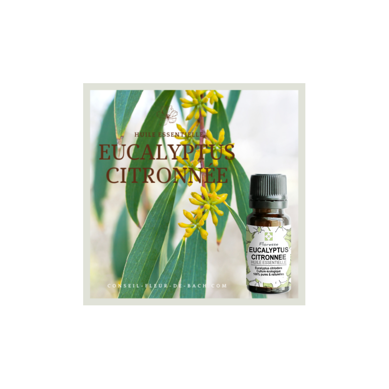 Huile essentielle d'eucalyptus citronnée - 100% Pure, Naturelle, Intégrale.