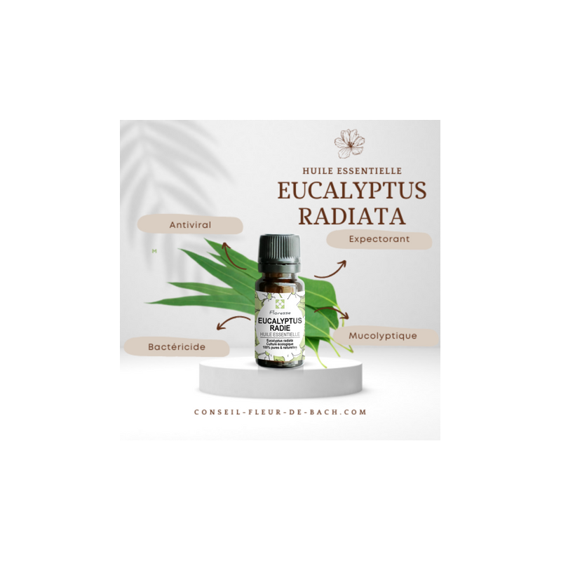 FLORESSE - Huile essentielle de EUCALYPTUS RADIE - 100% Pure, Naturelle, Intégrale.