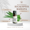 FLORESSE - Huile essentielle de EUCALYPTUS RADIE - 100% Pure, Naturelle, Intégrale.