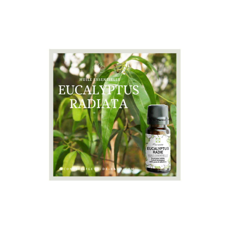 FLORESSE - Huile essentielle de EUCALYPTUS RADIE - 100% Pure, Naturelle, Intégrale.