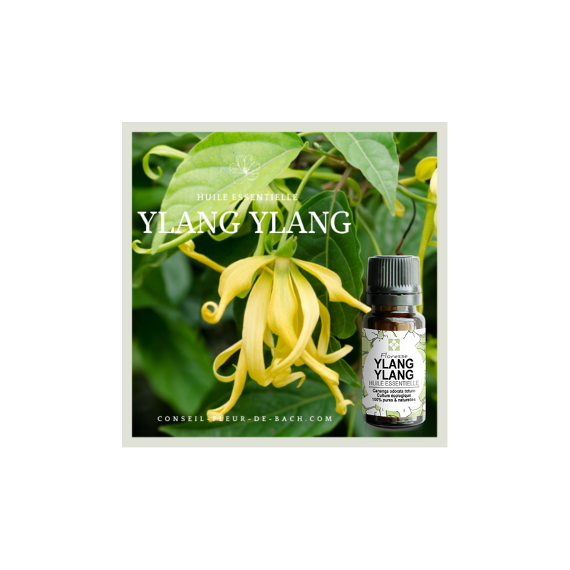 FLORESSE - Huile essentielle de YLANG YLANG - 100% Pure, Naturelle, Intégrale.