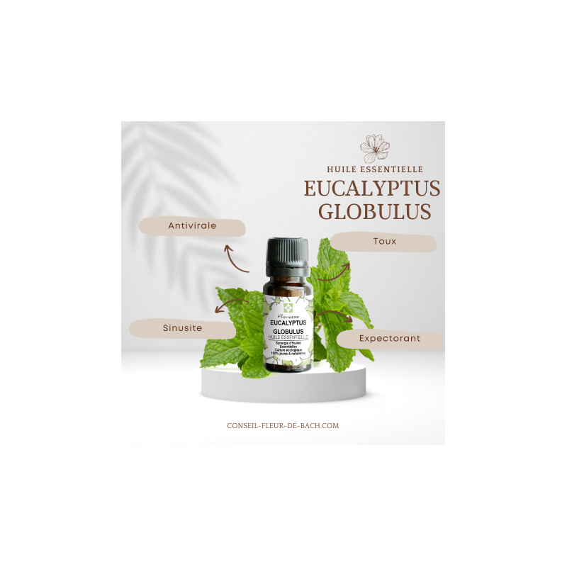 HUILE ESSENTIELLE D'EUCALYPTUS GLOBULUS