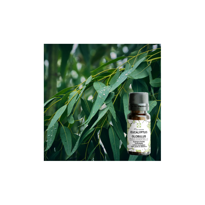 HUILE ESSENTIELLE D'EUCALYPTUS GLOBULUS