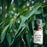 HUILE ESSENTIELLE D'EUCALYPTUS GLOBULUS
