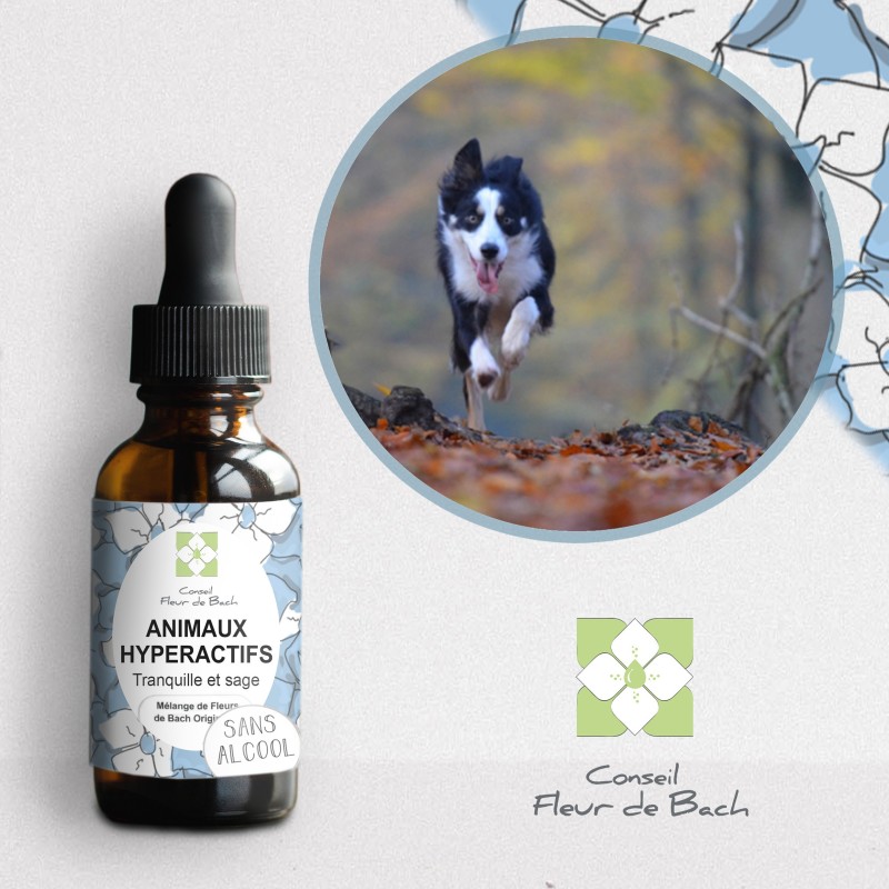 Fleurs de Bach Animaux Hyperactifs Sans Alcool- un mélange Efficace et Naturel Fleurs de Bach Animaux Hyperactifs Sans Alcool- un mélange Efficace et Naturel