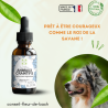 Fleurs de Bach calment et rassurent les Animaux Craintifs-Peureux