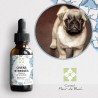 Fleurs de Bach Chien Stressé un mélange naturel pour le reconforter