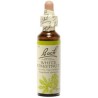 Fleur de Bach White chestnut Originale - 29 conseil-fleur-de-bach