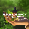 Tous les Mélanges de Fleurs de Bach