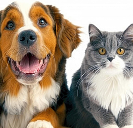 ANIMAUX